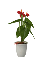 Faux Potted Anthurium Flower (Red/Orange)