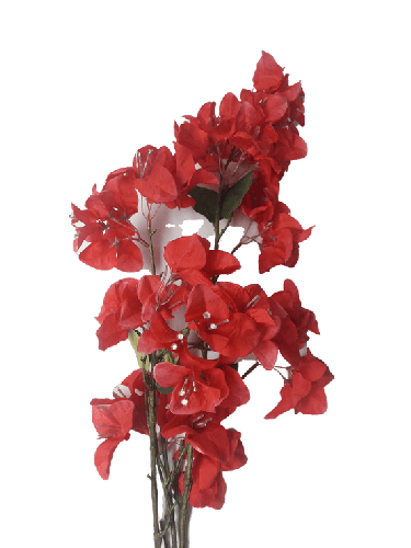 Flower Bougainvillea Red