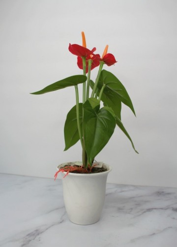 Faux Potted Anthu (Red/Orange)