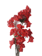 Flower Bougainvillea Red