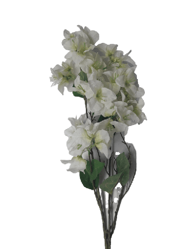 Flower Bougainvillea White